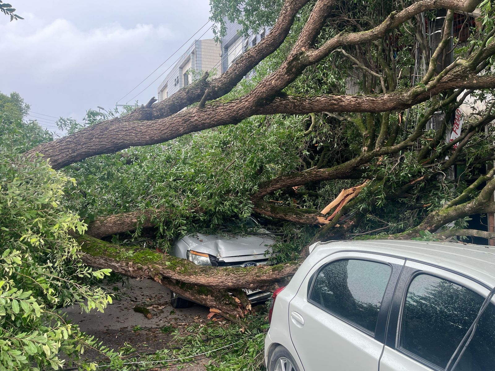 Foto: Jander Robson/Portal do Holanda