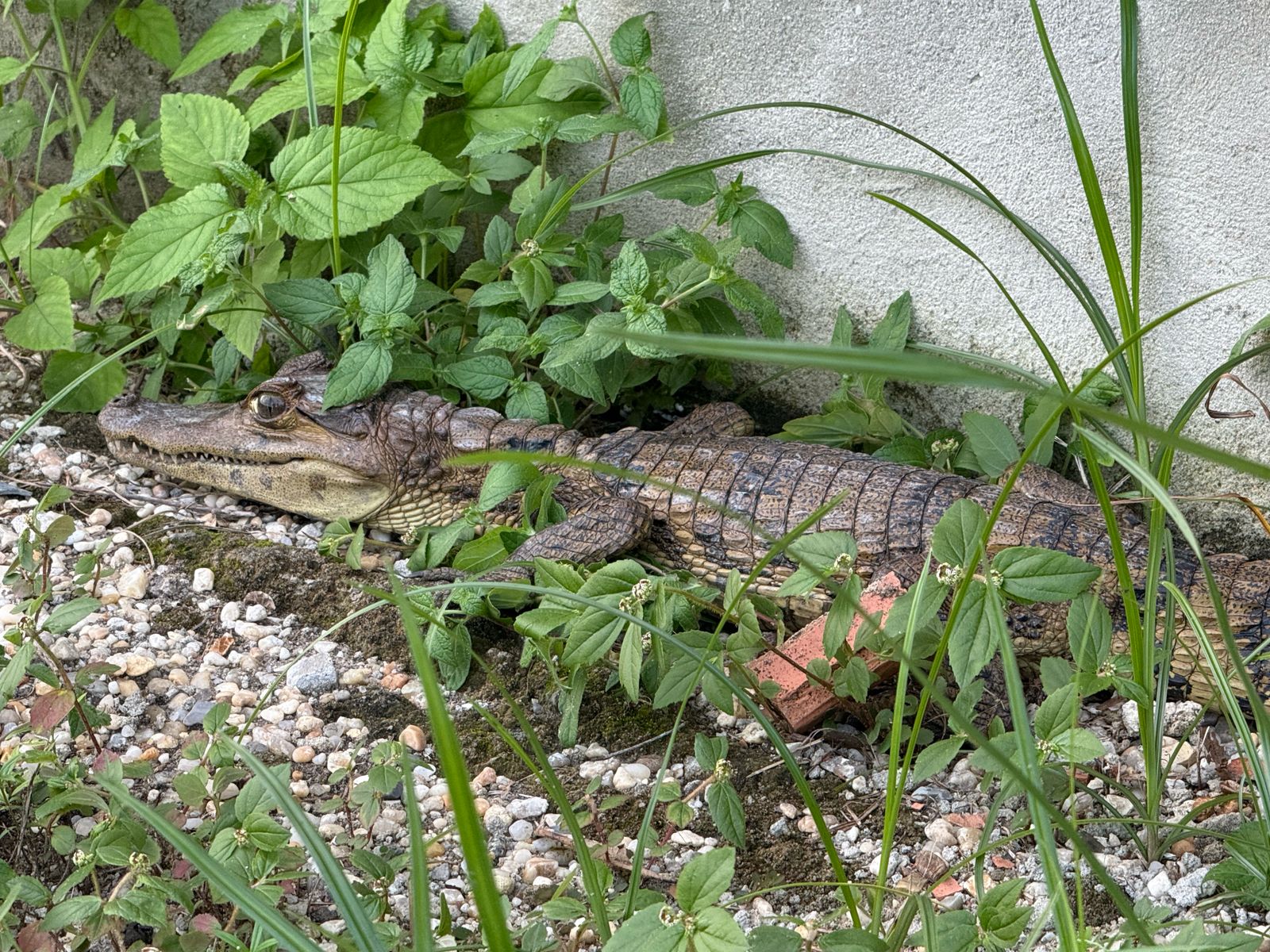 Foto: Portal do Holanda