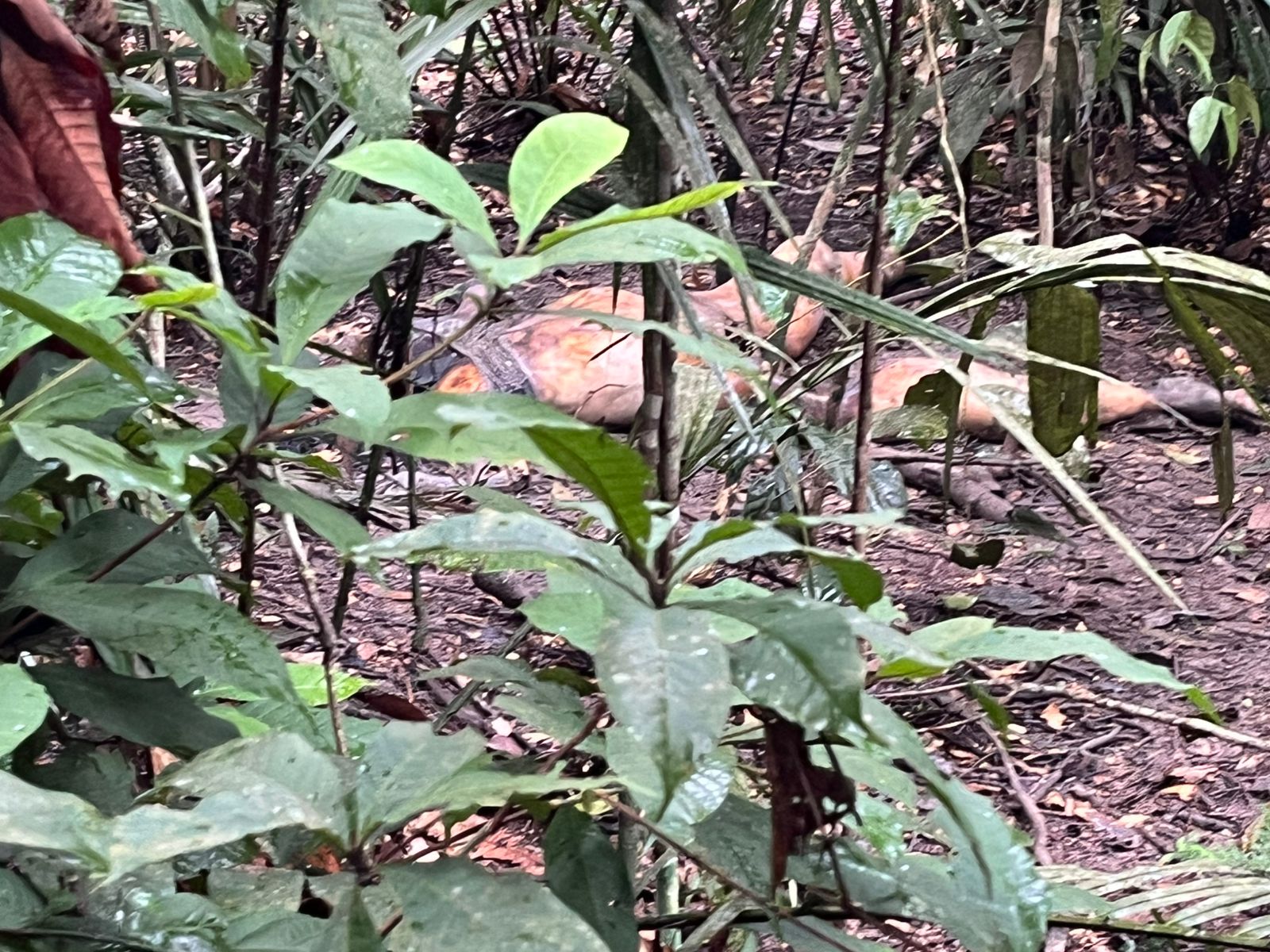 Foto: Jander Robson/Portal do Holanda