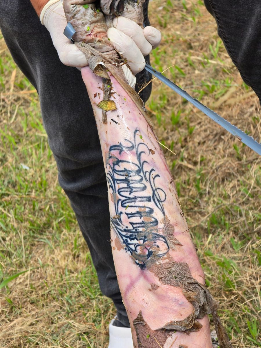 Foto: Neto Silva / Portal do Holanda