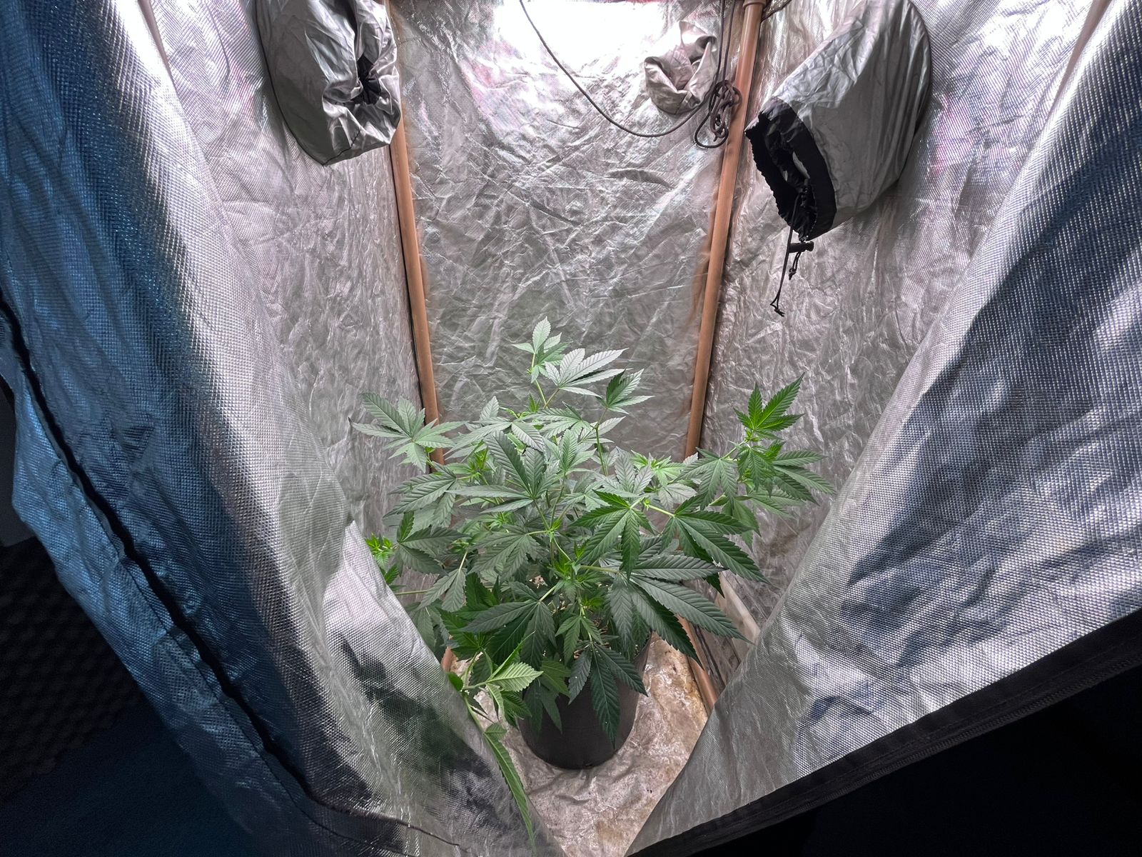 Foto: Jander Robson/ Portal do Holanda