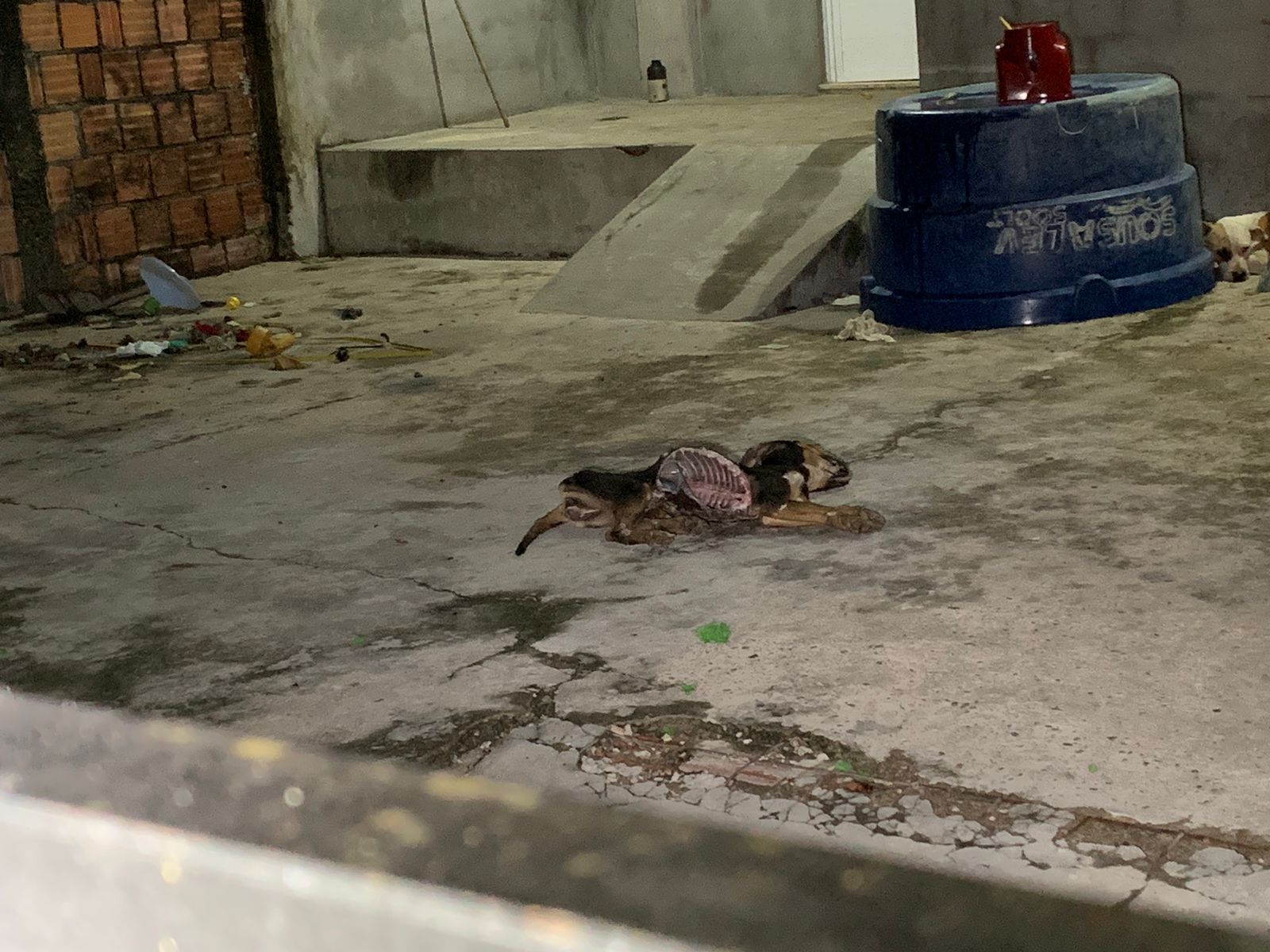 Foto: Caio Guarlotte / Portal do Holanda