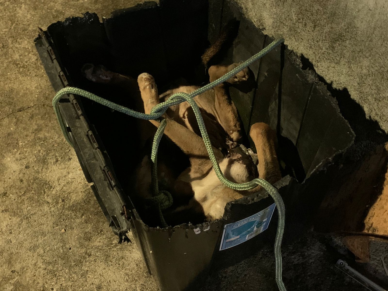 Moradores conseguem remover cad&aacute;ver de cachorro que estava sendo comido /Foto: Caio Guarlotte / Portal do Holanda