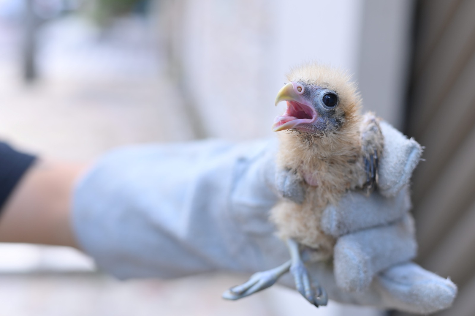 Foto: Henrique Almeida