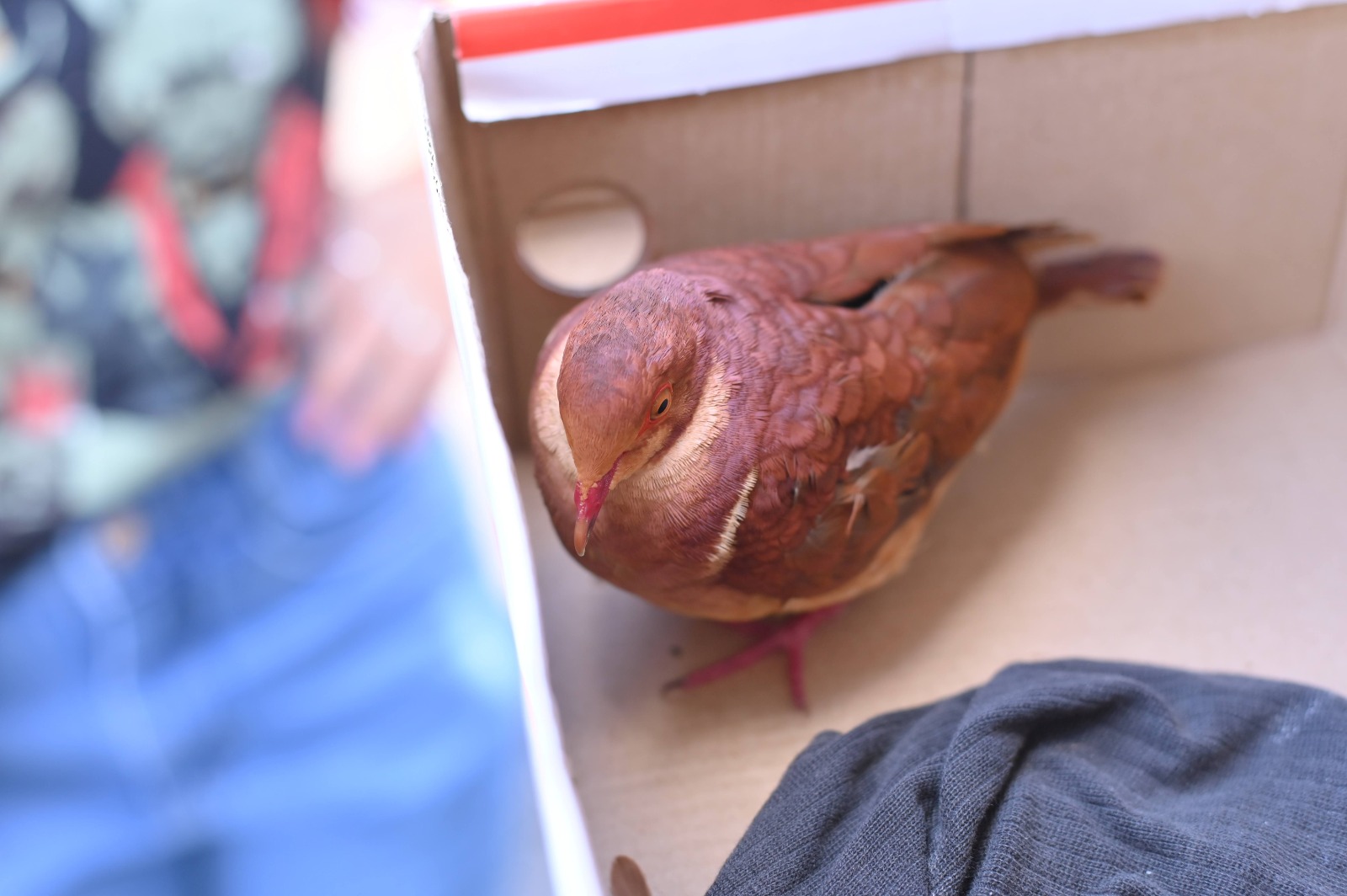 Foto: Henrique Almeida