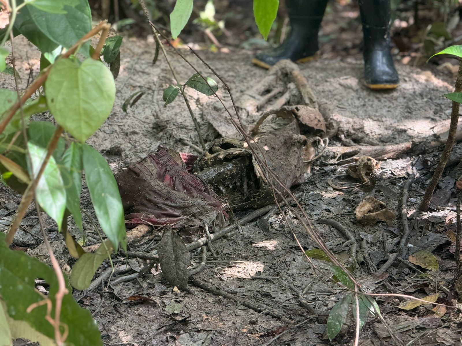 Foto: Neto SIlva / Portal do Holanda