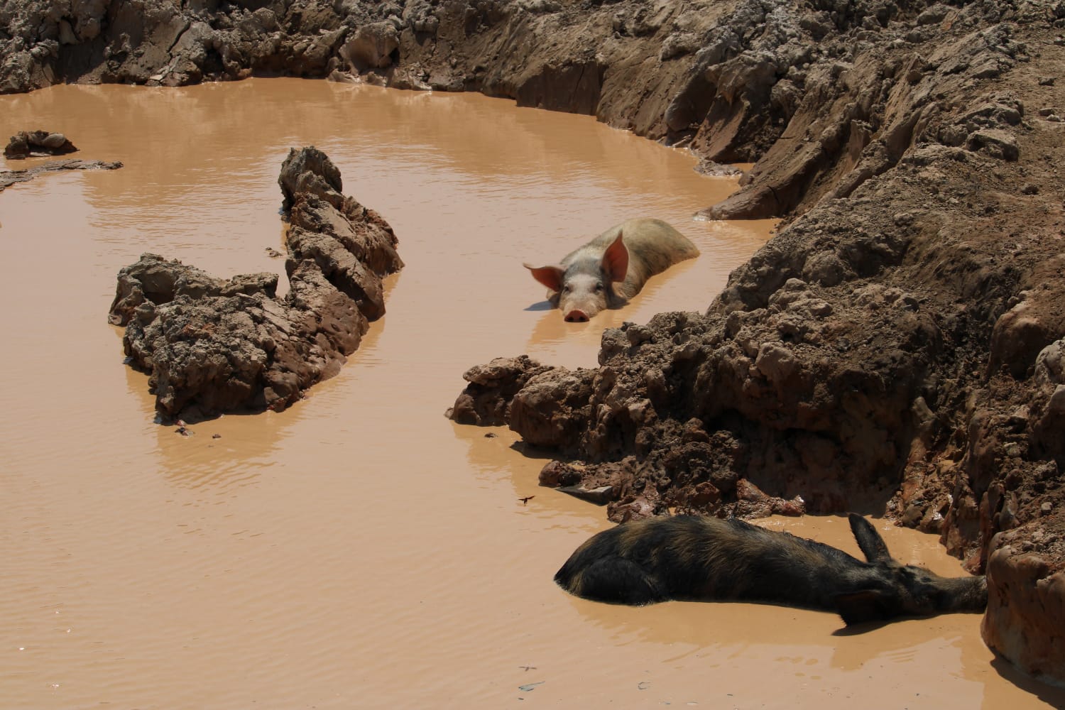 Foto: Ronaldo SIqueira / Portal do Holanda