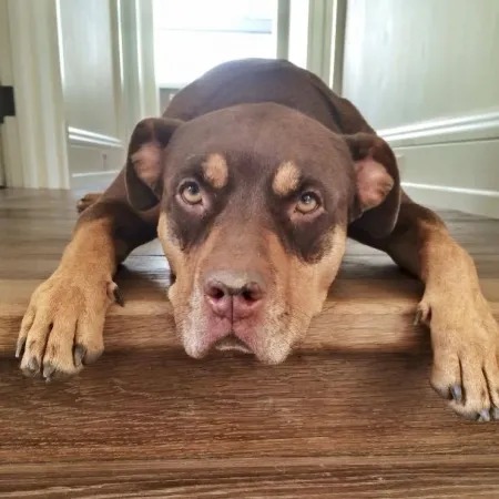 Cadela Lua que morreu em 2023