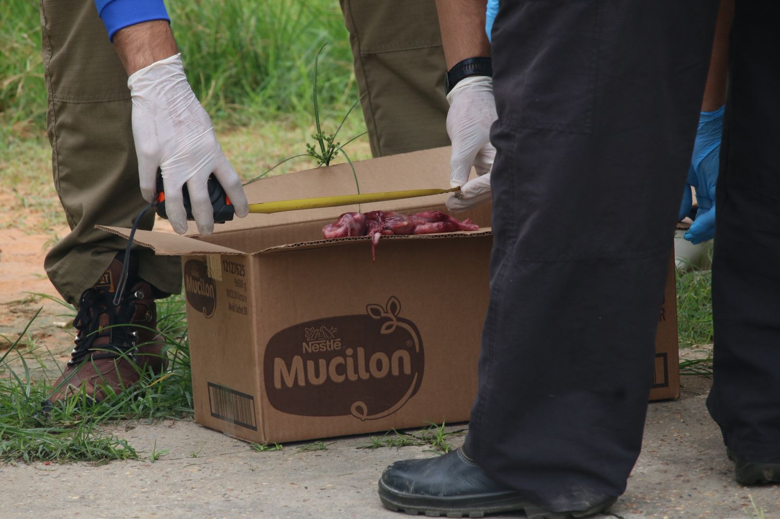 Feto tem aproximadamente 6 meses - Foto: Jander Robson/Portal do Holanda