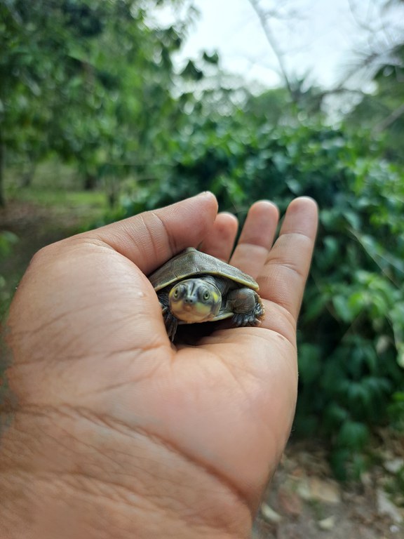 Foto: Divulga&ccedil;&atilde;o PQA/AM