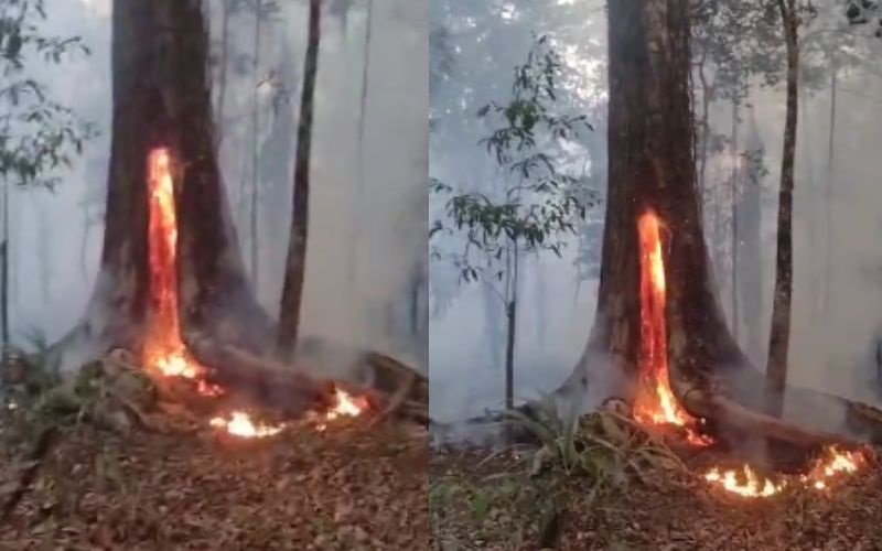 Uma &aacute;rvore centen&aacute;ria foi destru&iacute;da pelas chamas. 