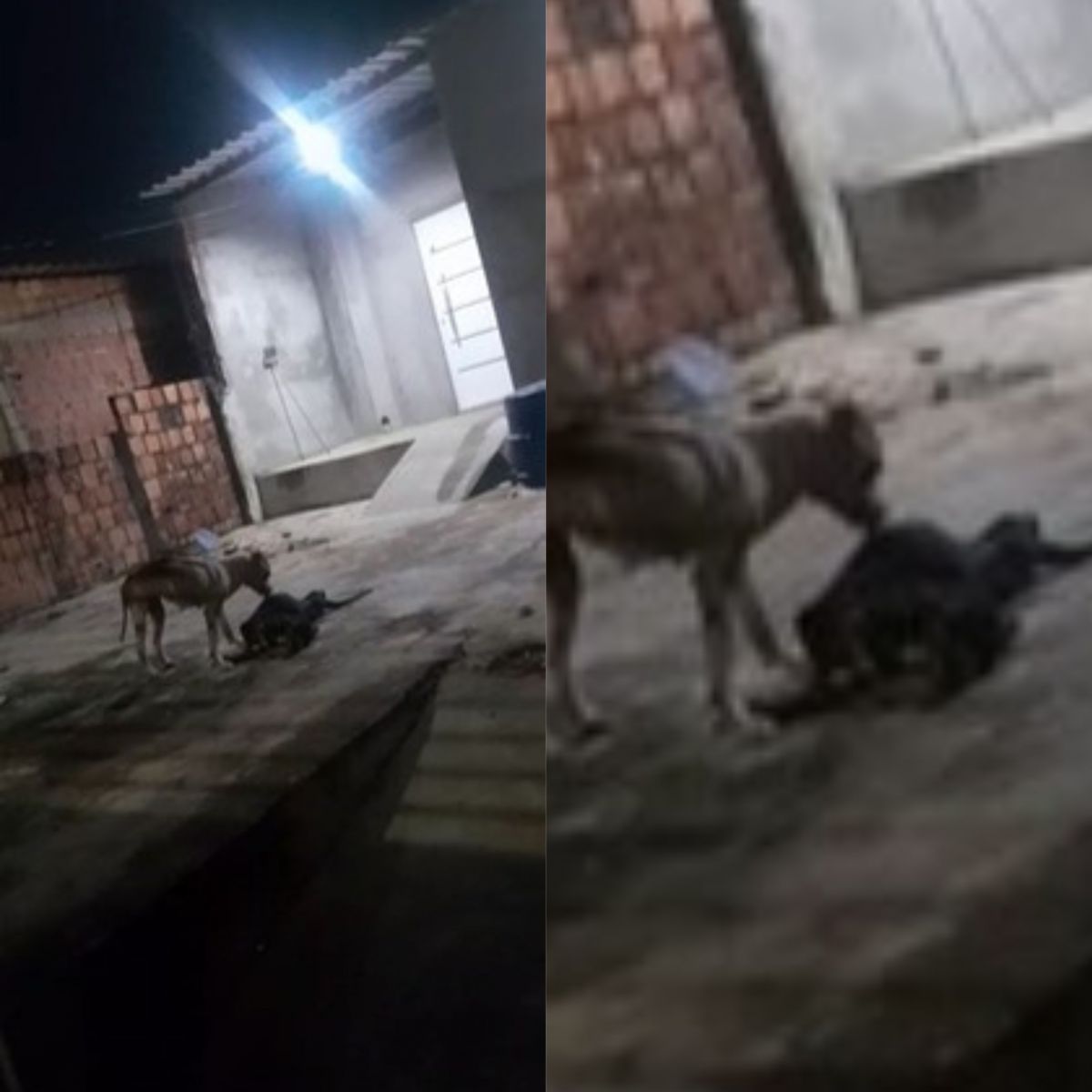 Cachorro se alimenta de animal morto