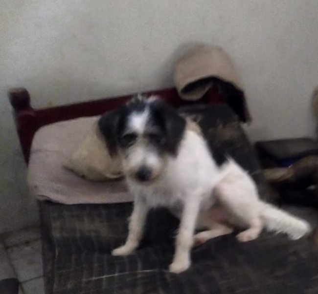 Cadela de estima&ccedil;&atilde;o de M&aacute;rio - Foto: Divulga&ccedil;&atilde;o 