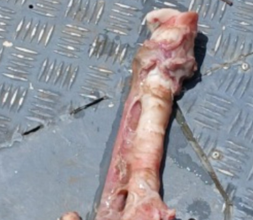 Divulga&ccedil;&atilde;o