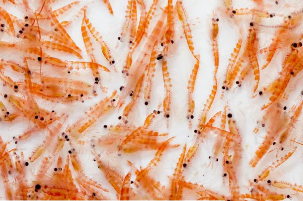 foto: Divulga&ccedil;&atilde;o / Krill poo