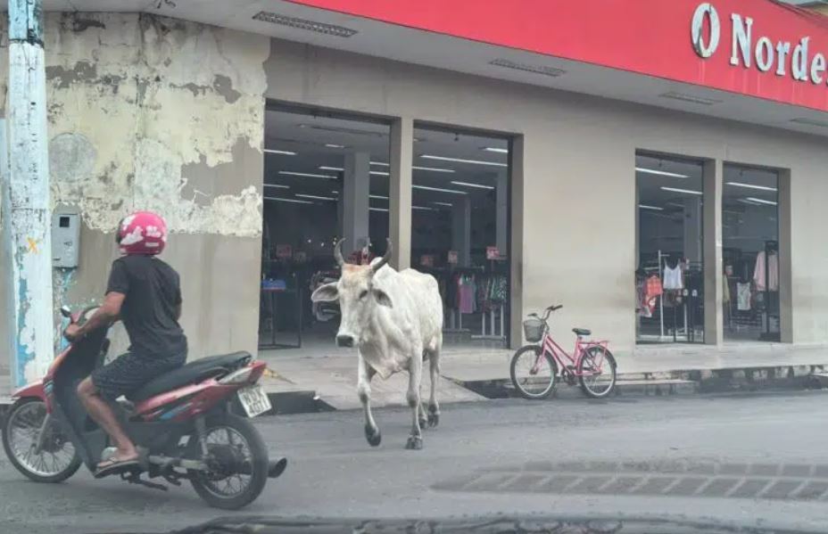 Foto: Divulga&ccedil;&atilde;o