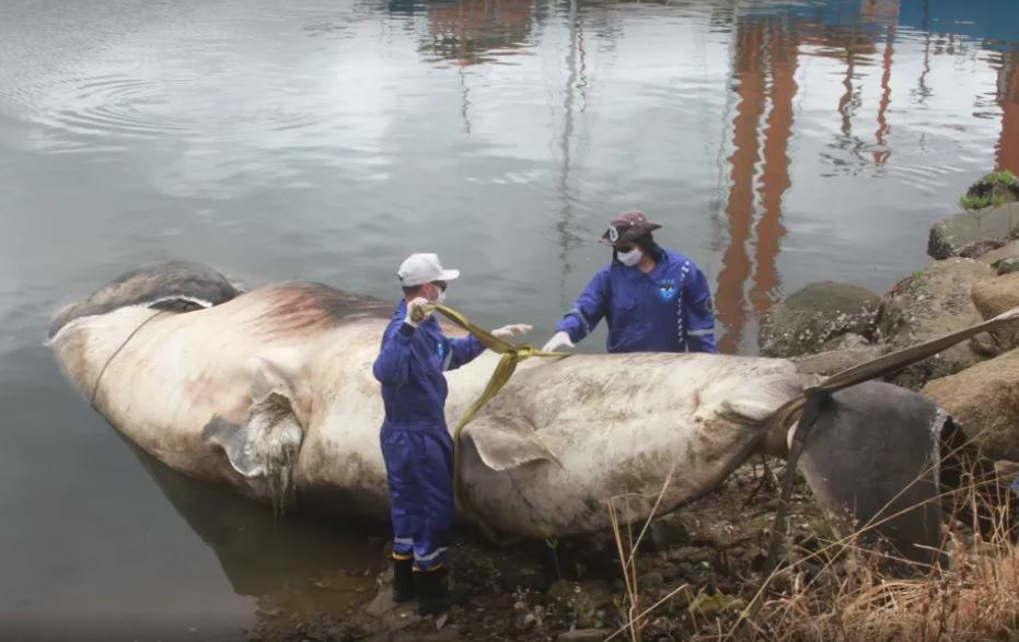 Foto: Divulga&ccedil;&atilde;o/ Projeto Baleia Jubarte e Instituto Orca