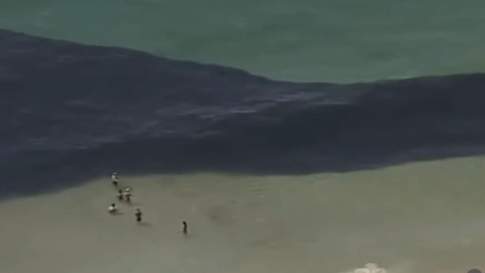 Banhistas nadam em meio a cardumes no Rio de Janeiro. Reprodu&ccedil;&atilde;o: GloboNews