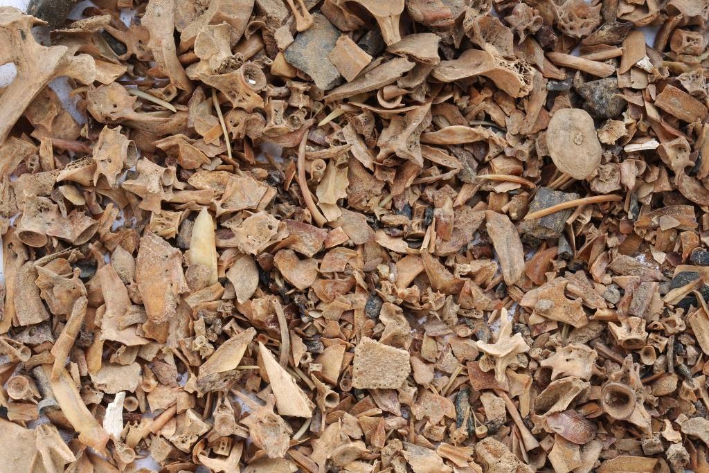 Milhares de ossos de animais foram encontrados durante escava&ccedil;&otilde;es em &aacute;rea na Bol&iacute;via - Heiko Pr&uuml;mers/Deutsches Arch&auml;ologisches Institut/German Archaeological Institute