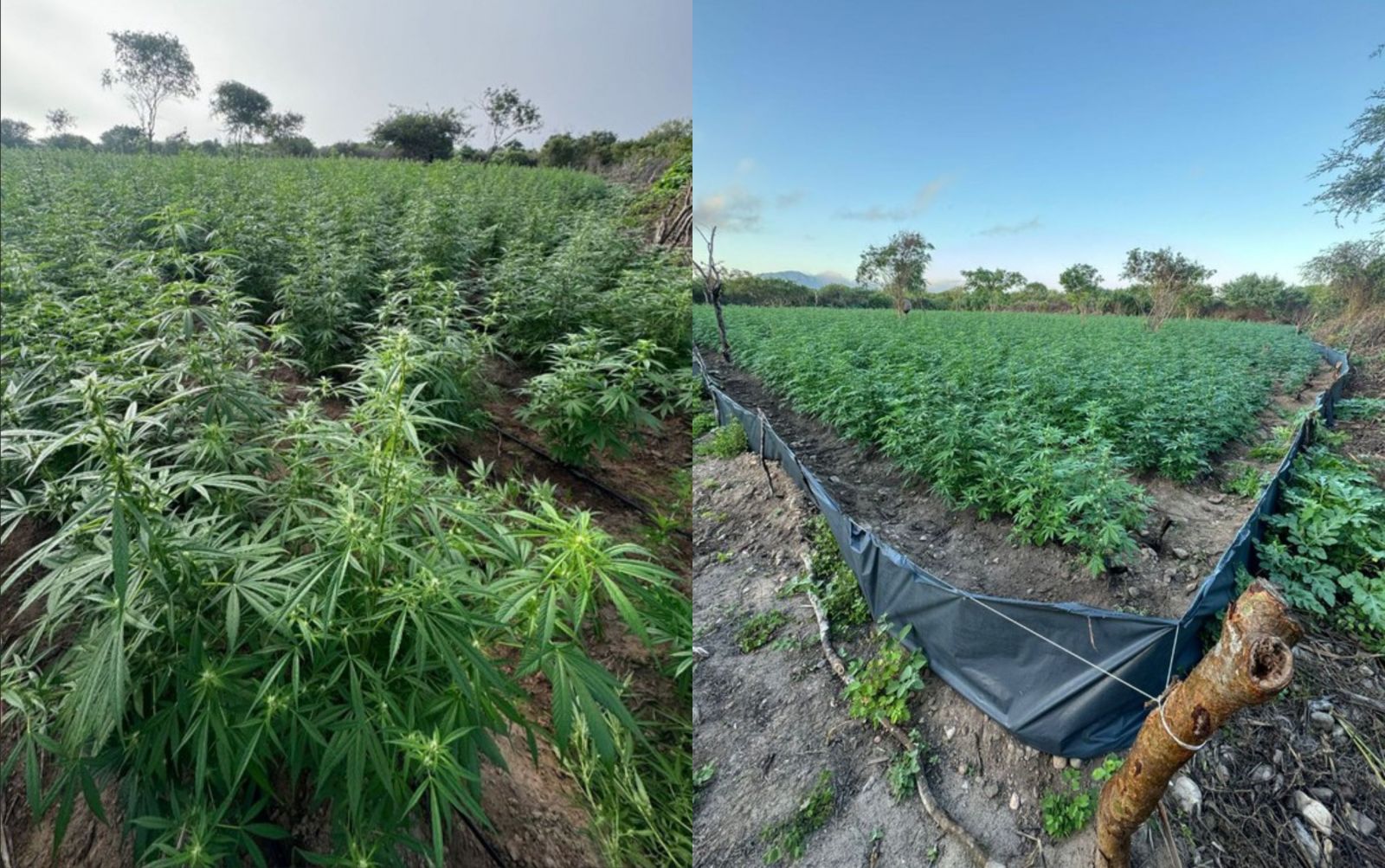 P&eacute;s de maconha em Andorinha. - Foto: Divulga&ccedil;&atilde;o PF-BA