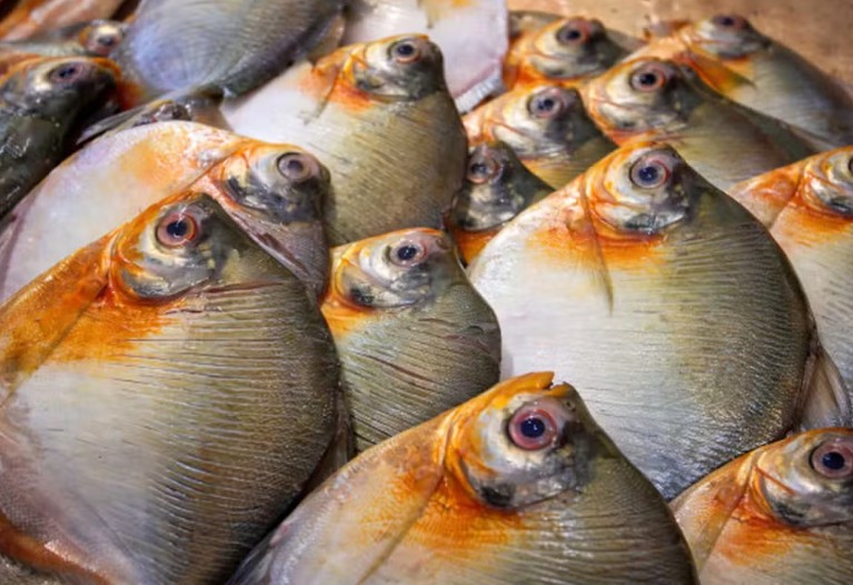 Pacu - Foto: Divulga&ccedil;&atilde;o