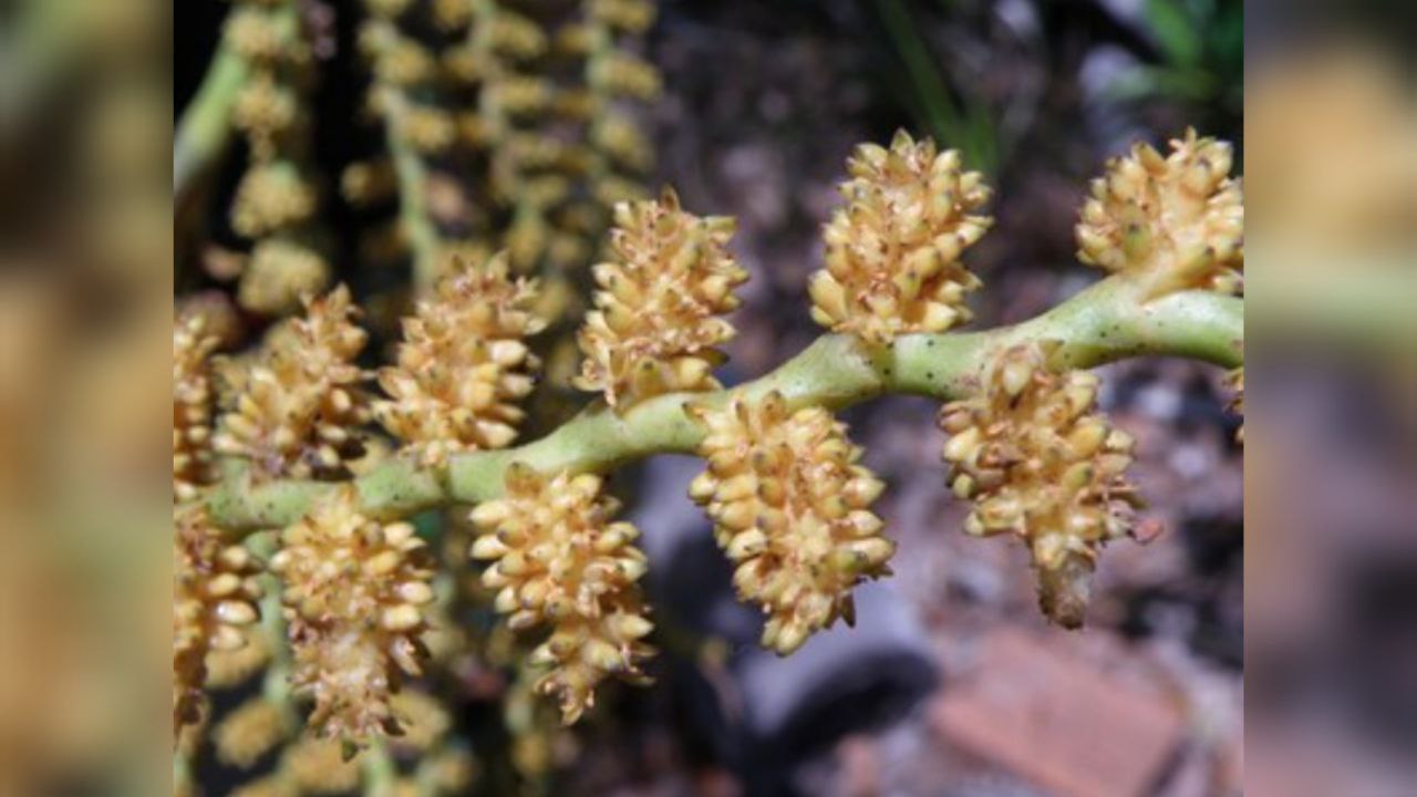 Nova esp&eacute;cie de palmeira foi encontrada na regi&atilde;o do Rio Madeira, Amaz&ocirc;nia - Foto: Divulga&ccedil;&atilde;o