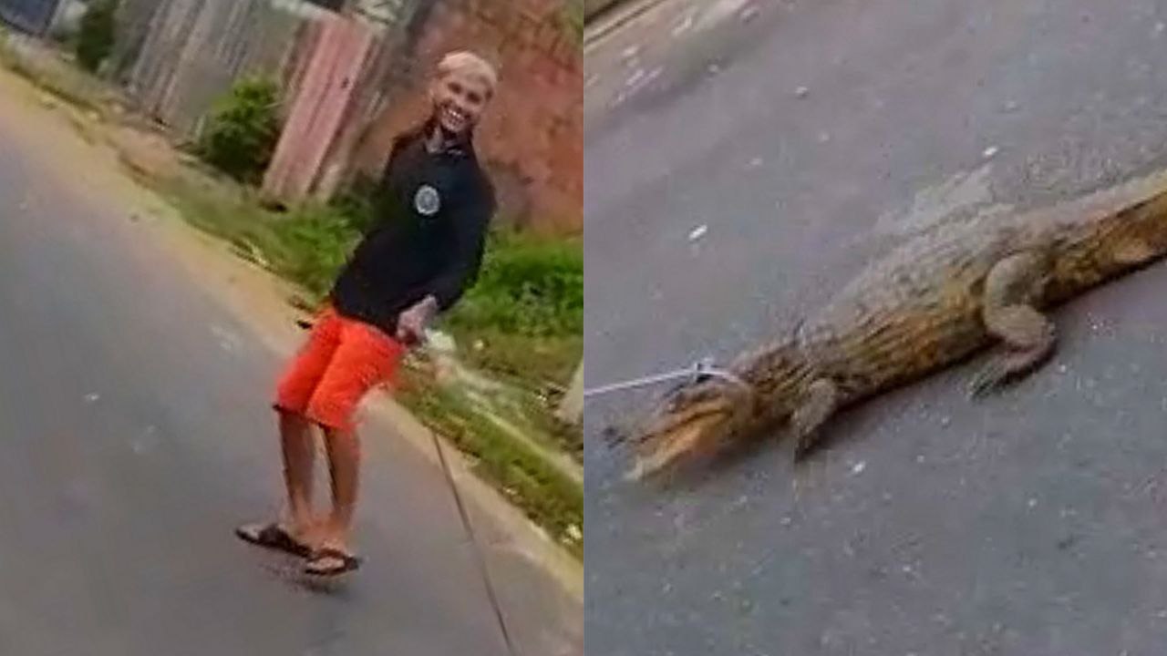 Os moradores disseram que foi o &uacute;nico jeito de tirar o animal e devolv&ecirc;-lo ao habitat natural