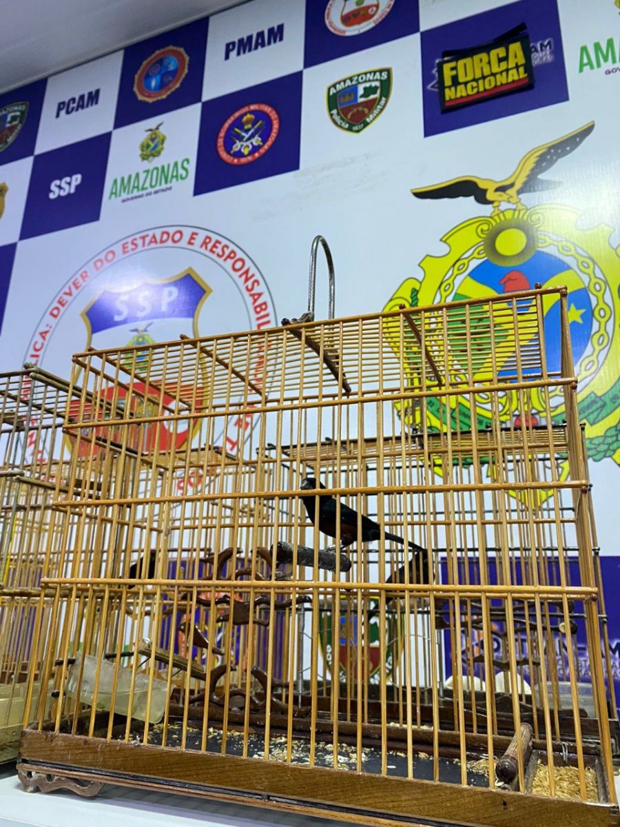 Animais estavam sendo transportados ilegalmente - Foto: Divulga&ccedil;&atilde;o/SSP-AM 