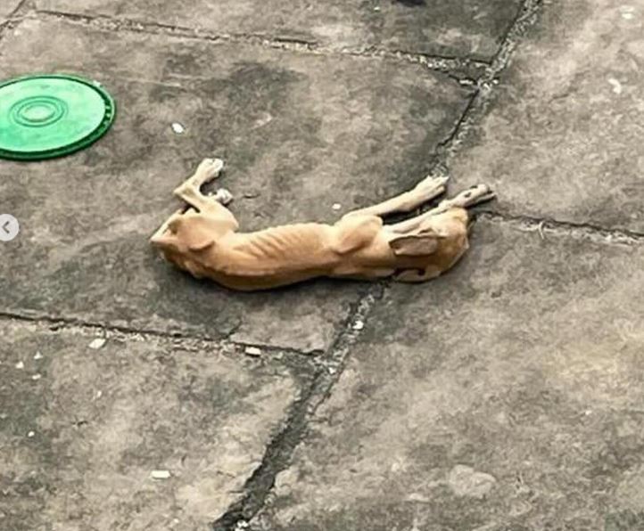 Foto: Reprodu&ccedil;&atilde;o/Instagram Se Liga Manaus