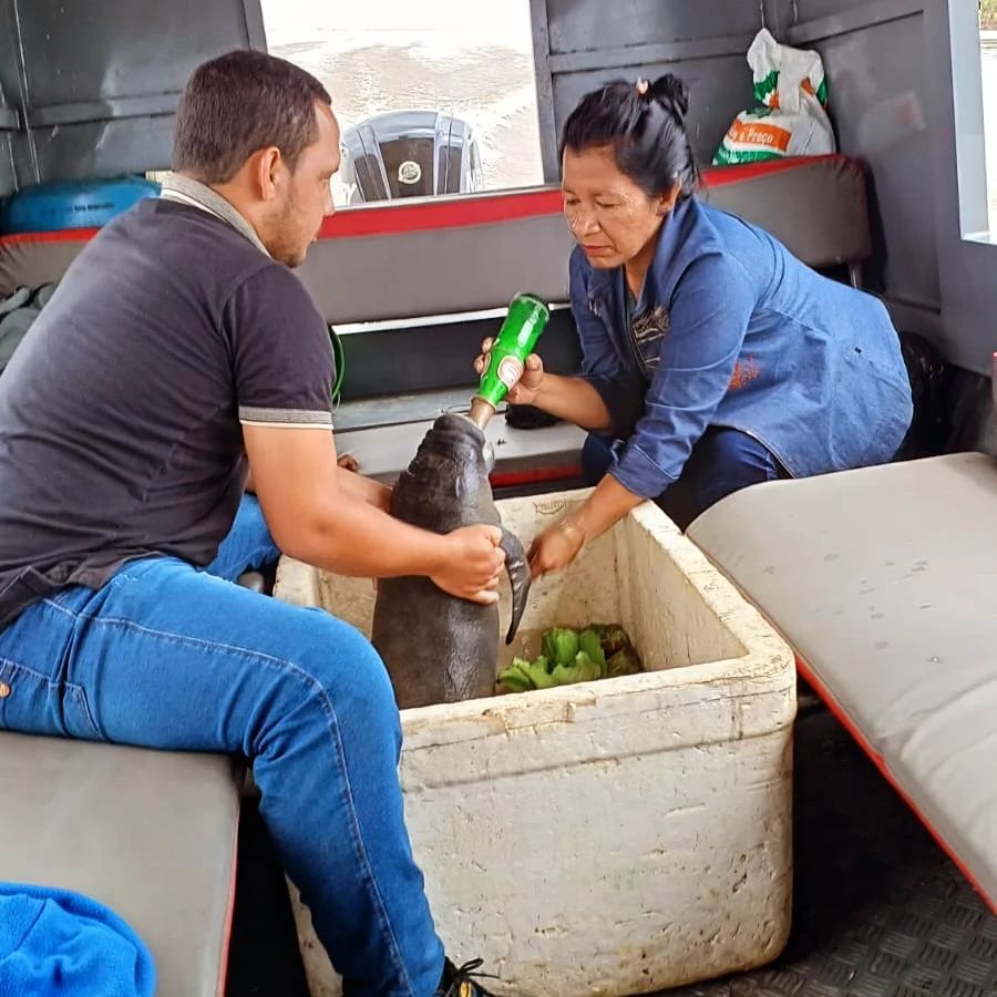 Foto: Divulga&ccedil;&atilde;o Semma de Itacoatiara