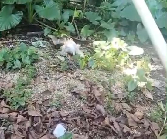 Foto: Divulga&ccedil;&atilde;o