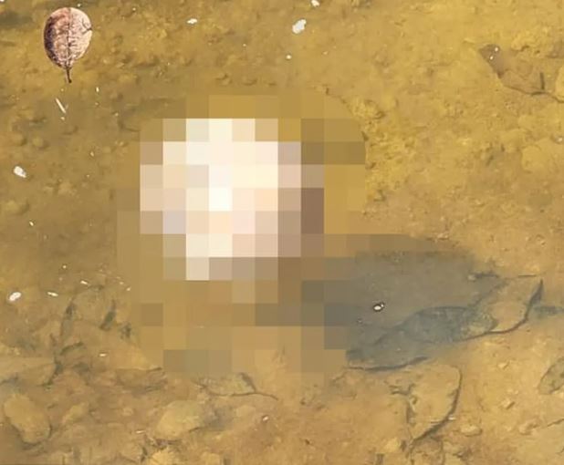 Cr&acirc;nio estava perto do r&eacute;ptil - Foto: Divulga&ccedil;&atilde;o PM