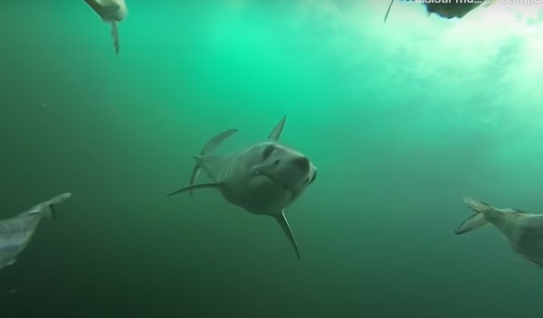 Foto: Divulga&ccedil;&atilde;o / Tubar&atilde;o Mako