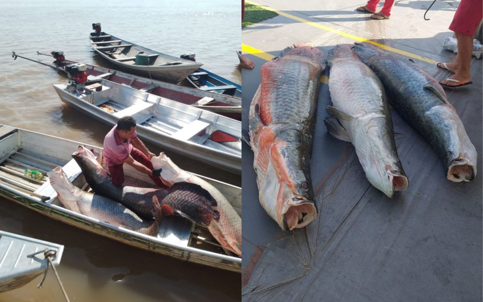 Foto: Divulga&ccedil;&atilde;o Ibama Amazonas