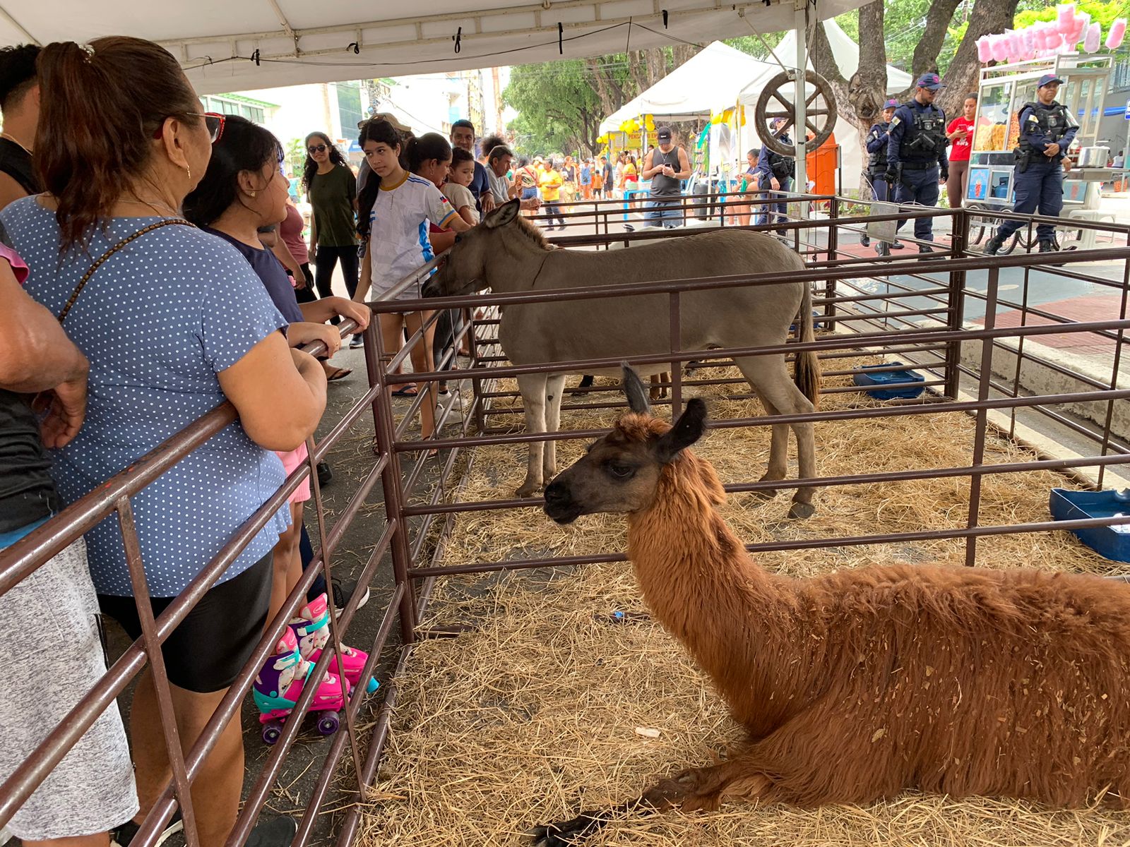 Foto: Caio Guarlotte/Portal do Holanda
