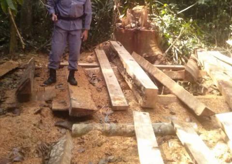 Reserva florestal no Uatumã está sendo desmatada