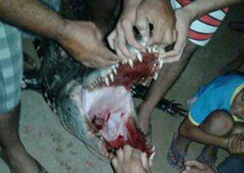 Jacaré ataca e mata menino no Amazonas