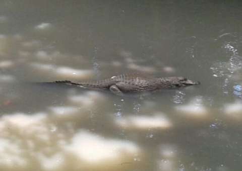 Jacaré é visto próximo a supermercado de Manaus