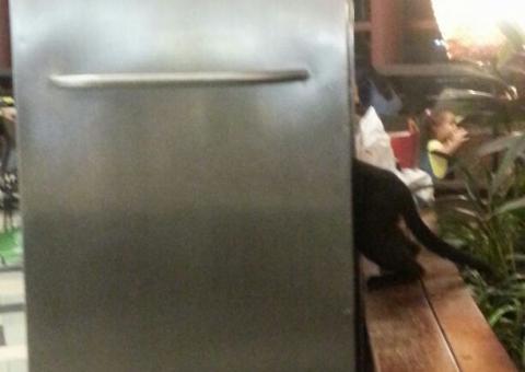 Gato Preto entra  no Manauara Shopping e assusta clientes