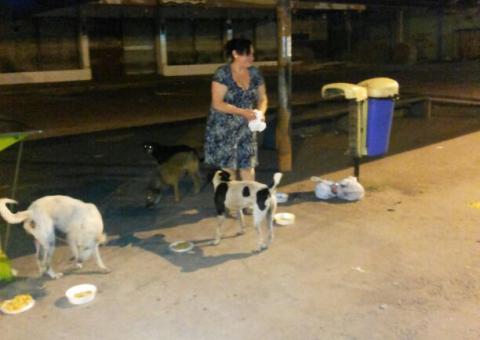 Casal de ingleses usa sobras para alimentar cães abandonados em Manaus
