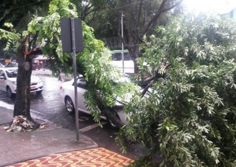 Árvore cai sobre táxi no Centro de Manaus