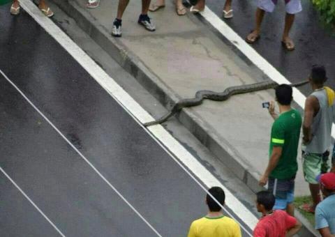 "Anaconda" é vista atravessando a Djalma Batista