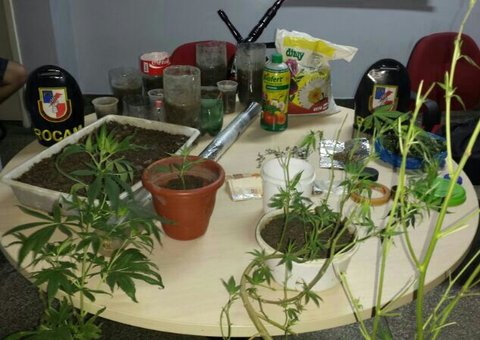Plantação de maconha é encontrada no Conjunto Tocantins