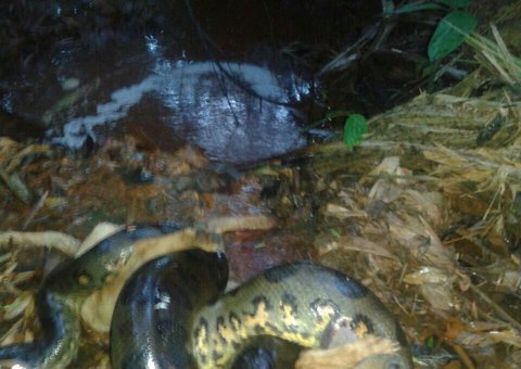 Soldado salva cachorrinho de ser esmagado por sucuri em Manaus