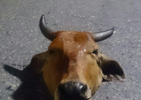 'Despachos' colocam em risco motoristas de Manaus