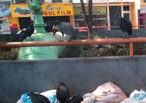 Morador da Compensa transforma Avenida Brasil em lixão