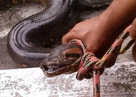 Sucuri é encontrada no Jardim Europa