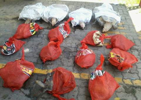 Crime ambiental: tartarugas seriam comercializadas na feira da Panair