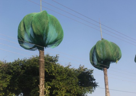 Bombeiros libertam periquitos presos nas telas colocadas em palmeiras por condomínio