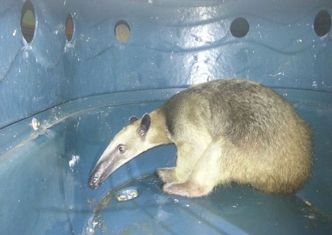 Tamanduá  capturado no Coroado é levado para reserva